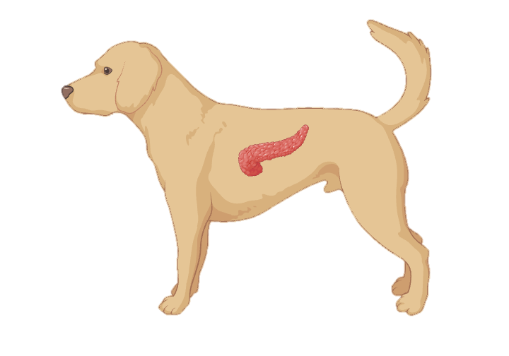 Illustration of a dog with the pancreas highlighted