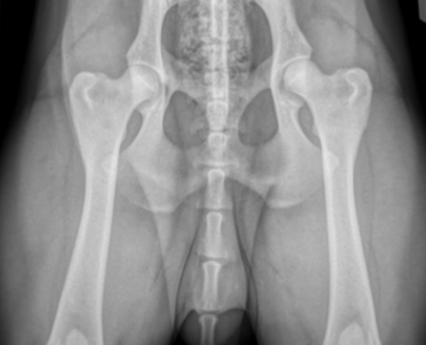 Canine hip radiograph