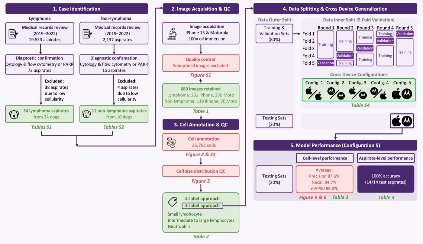 Study workflow diagram: case identification, smartphone image acquisition and quality control, cell annotation, cross-device data splitting, and model performance